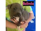 Adopt Belinda a Mixed Breed