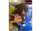 Adopt Brynn a Mixed Breed
