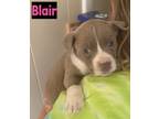 Adopt Blair a Mixed Breed