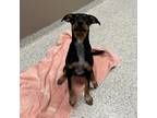 Adopt Charm a Black Hound (Unknown Type) / Mixed dog in Carrollton