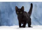 Adopt Copper a All Black Domestic Shorthair / Domestic Shorthair / Mixed cat in
