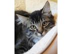 Adopt Yahtzee a Tan or Fawn Domestic Mediumhair / Domestic Shorthair / Mixed cat