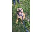 Adopt Pickles VI 130 a Tan/Yellow/Fawn American Pit Bull Terrier / Mixed dog in