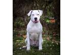 Adopt Gracie a White Dogo Argentino / Mixed dog in Blackwood, NJ (36858354)