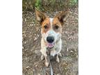 Adopt Spaghetti a Red/Golden/Orange/Chestnut Mixed Breed (Medium) / Mixed dog in