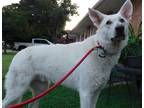 Adopt Giovanni Adoption Pending a White German Shepherd Dog / Mixed dog in