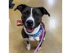 Adopt Maddie a Pit Bull Terrier, Labrador Retriever