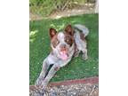 Adopt Bear a Red/Golden/Orange/Chestnut Australian Cattle Dog / Mixed dog in Rio