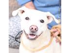 Adopt Zeus a White American Pit Bull Terrier / Mixed dog in Evans, CO (39153615)