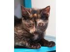 Adopt Elmira a Tan or Fawn Domestic Shorthair / Domestic Shorthair / Mixed cat