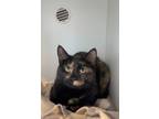 Adopt Annie a All Black Domestic Shorthair / Domestic Shorthair / Mixed cat in