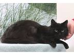 Adopt Mystery Cat a All Black Domestic Mediumhair / Domestic Shorthair / Mixed