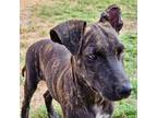 Adopt Oni a Brindle Hound (Unknown Type) / Mixed dog in Austin, TX (39017748)