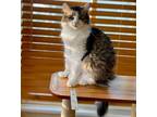 Adopt Blue a Brown Tabby Domestic Mediumhair / Mixed (medium coat) cat in Los