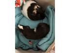 Adopt Marge and Lisa a Guinea Pig small animal in Aurora, IL (38922618)