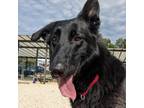 Adopt Hathaway a Black German Shepherd Dog / Mixed dog in Novelty, OH (38920188)
