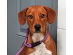 Adopt Baker a Mixed Breed (Medium) / Mixed dog in Kingsland, GA (38973489)