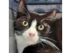 Adopt Gerard Butler a All Black Domestic Shorthair / Mixed cat in Sarasota