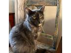 Adopt Sakura a Gray or Blue Scottish Fold / Mixed cat in Chatsworth