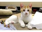 Adopt Tigger a Domestic Shorthair / Mixed cat in Mebane, NC (39074774)