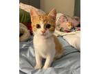 Adopt Ginger a Domestic Shorthair / Mixed cat in Mebane, NC (39074775)