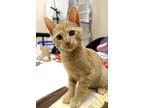 Adopt Garfield a Domestic Shorthair / Mixed cat in Mebane, NC (39074773)