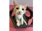 Adopt Arizona a Domestic Shorthair / Mixed cat in Wheaton, IL (39005928)