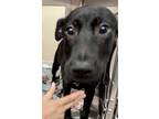 Adopt Dixy a Pit Bull Terrier / Mixed dog in Birmingham, AL (39062074)