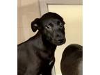 Adopt Dixon a Pit Bull Terrier / Mixed dog in Birmingham, AL (39007511)