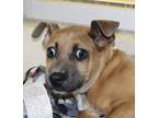Adopt Cambry a Terrier (Unknown Type, Medium) / Mixed dog in Birmingham