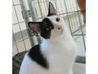 Adopt Simba a White Domestic Shorthair / Mixed cat in East Smithfield