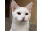 Adopt Princess a White Domestic Shorthair / Mixed cat in Yucaipa, CA (39071995)