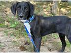 Adopt Betty ~ meet me! a Black - with White Labrador Retriever / Beagle / Mixed