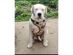 Adopt Sir Gates a White - with Black Dogo Argentino / Mixed dog in Kenosha