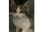 Adopt Front Lobby #15 a Domestic Shorthair / Mixed cat in Pomona, CA (39144458)