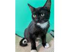 Adopt Gigi a Black & White or Tuxedo Domestic Shorthair / Mixed (short coat) cat