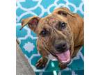 Adopt Mocha a Brindle Mastiff / Pit Bull Terrier / Mixed dog in Lighthouse