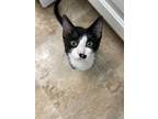 Adopt Suzy Q a Black & White or Tuxedo Domestic Shorthair cat in Papillion