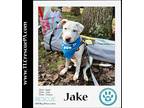 Adopt Jake (The Variety Pack) 082623 a White - with Tan, Yellow or Fawn Mountain