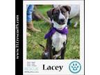 Adopt Lacey (The Variety Pack) 082623 a Brindle - with White Mountain Cur /
