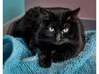 Adopt Stormi a All Black Domestic Shorthair / Mixed (short coat) cat in