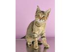Adopt Elora a Tan or Fawn (Mostly) Domestic Shorthair / Mixed (short coat) cat