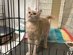 Adopt Sandie a Domestic Longhair / Mixed cat in Oceanside, CA (38988585)