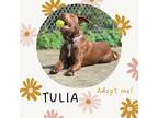 Adopt Tulia a Brown/Chocolate Siberian Husky / Boxer dog in Hartsville
