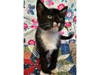 Adopt Veja a Domestic Shorthair / Mixed cat in Waynesville, NC (39038787)