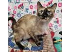 Adopt Millie a Siamese / Mixed cat in Waynesville, NC (39038782)