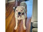 Adopt Walker a White Boxer / Mixed dog in Dumont, NJ (39003436)