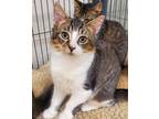 Adopt PEACH a Brown Tabby Domestic Shorthair / Mixed (short coat) cat in