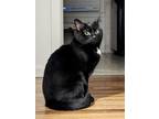 Adopt Sammich a All Black Domestic Mediumhair / Mixed (short coat) cat in