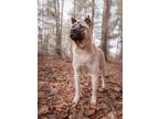 Adopt Cooper a Akita / Shepherd (Unknown Type) / Mixed dog in Barrington